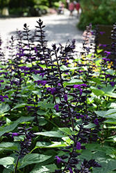 Rockin' Deep Purple Sage (Salvia 'BBSAL09001') at English Gardens