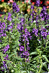 Angelface Super Blue Angelonia (Angelonia angustifolia 'Angelface Super Blue') at English Gardens