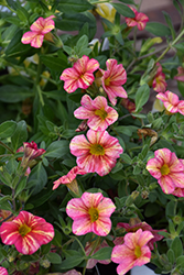 Superbells Tropical Sunrise Calibrachoa (Calibrachoa 'INCALTRSUN') at English Gardens