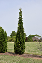 Thin Man Arborvitae (Thuja occidentalis 'SMTOTM') at English Gardens