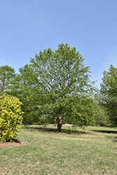 Dura Heat River Birch (Betula nigra 'Dura Heat') at English Gardens