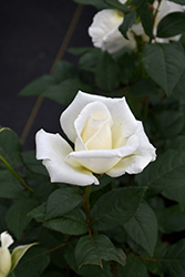 John F. Kennedy Rose (Rosa 'JFK') at English Gardens