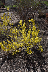 Show Off Sugar Baby Forsythia (Forsythia x intermedia 'NIMBUS') at English Gardens