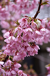 Okame Flowering Cherry (Prunus 'Okame') at English Gardens