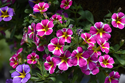 Superbells Rising Star Calibrachoa (Calibrachoa 'KLECA16006') at English Gardens