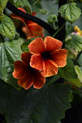 Tangerine Slice A-Peel Black-Eyed Susan (Thunbergia alata 'DL1501') at English Gardens