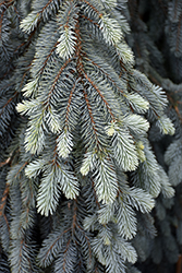 The Blues Colorado Blue Spruce (Picea pungens 'The Blues') at English Gardens
