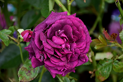 Twilight Zone Rose (Rosa 'WEKebtidere') at English Gardens