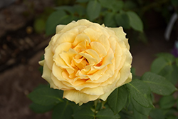 St. Patrick Rose (Rosa 'WEKamanda') at English Gardens