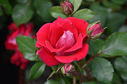 Take It Easy Rose (Rosa 'WEKyoopedko') at English Gardens