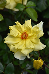 Golden Showers Rose (Rosa 'Golden Showers') at English Gardens