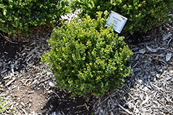 Little Missy Boxwood (Buxus microphylla 'Little Missy') at English Gardens