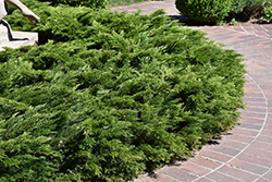 Calgary Carpet Juniper (Juniperus sabina 'Calgary Carpet') at English Gardens