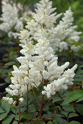 Younique White Astilbe (Astilbe 'Verswhite') at English Gardens