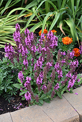 Rose Marvel Meadow Sage (Salvia nemorosa 'Rose Marvel') at English Gardens