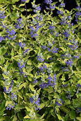 Sunshine Blue II Caryopteris (Caryopteris incana 'SMNCVH') at English Gardens