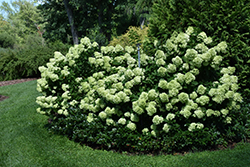 Little Lime Hydrangea (Hydrangea paniculata 'Jane') at English Gardens