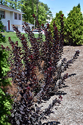 Winecraft Black Smokebush (Cotinus coggygria 'NCCO1') at English Gardens