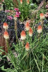 High Roller Torchlily (Kniphofia 'High Roller') at English Gardens