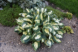 Hans Hosta (Hosta 'Hans') at English Gardens