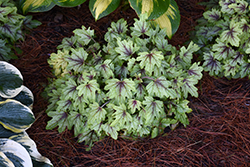 Fun and Games Eye Spy Foamy Bells (Heucherella 'Eye Spy') at English Gardens