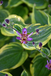 Autumn Glow Toad Lily (Tricyrtis formosana 'Autumn Glow') at English Gardens