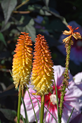 Pyromania Backdraft Torchlily (Kniphofia 'Backdraft') at English Gardens