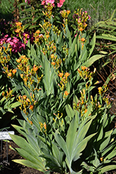 Freckle Face Blackberry Lily (Belamcanda chinensis 'Freckle Face') at English Gardens