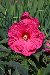 Summer In Paradise Hibiscus (Hibiscus 'Summer In Paradise') at English Gardens