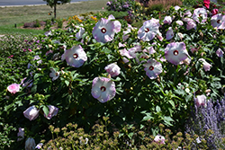 Summerific Ballet Slippers Hibiscus (Hibiscus 'Ballet Slippers') at English Gardens