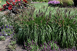 Puppy Love Fountain Grass (Pennisetum alopecuroides 'Puppy Love') at English Gardens