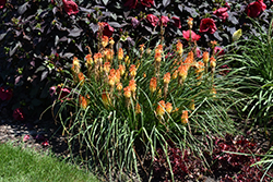 Pyromania Backdraft Torchlily (Kniphofia 'Backdraft') at English Gardens