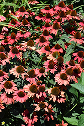 Color Coded Frankly Scarlet Coneflower (Echinacea 'Frankly Scarlet') at English Gardens