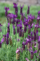 Primavera Lavender (Lavandula stoechas 'Anouk Deluxe 1225') at English Gardens