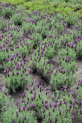 Primavera Lavender (Lavandula stoechas 'Anouk Deluxe 1225') at English Gardens