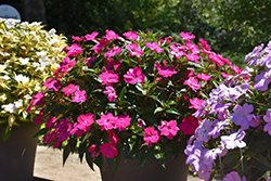 SunPatiens Vigorous Rose Pink New Guinea Impatiens (Impatiens 'SAKIMP052') at English Gardens