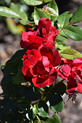 Brick House Rose (Rosa 'Meitraligh') at English Gardens