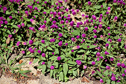 Lil' Forest Plum Bachelor Button (Gomphrena 'SAKGOM004') at English Gardens