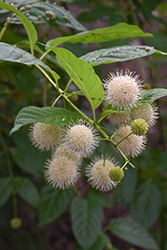 Sugar Shack Button Bush (Cephalanthus occidentalis 'SMCOSS') at English Gardens
