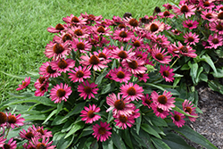 Kismet Raspberry Coneflower (Echinacea 'TNECHKR') at English Gardens