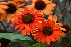 Kismet Intense Orange Coneflower (Echinacea 'TNECHKIO') at English Gardens