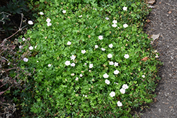 Pink Summer Cranesbill (Geranium sanguineum 'Pink Summer') at English Gardens