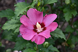 Paraplu Rouge Rose of Sharon (Hibiscus syriacus 'Minsyrou17') at English Gardens