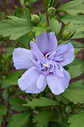 Blue Chiffon Rose of Sharon (Hibiscus syriacus 'Notwoodthree') at English Gardens