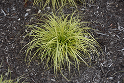 EverColor Eversheen Japanese Sedge (Carex oshimensis 'Eversheen') at English Gardens