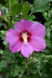 Violet Satin Rose of Sharon (Hibiscus syriacus 'Floru') at English Gardens