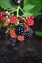 Chester Thornless Blackberry (Rubus 'Chester') at English Gardens
