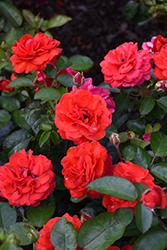 Canyon Road Rose (Rosa 'Meiscarlebo') at English Gardens