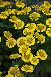 Mariachi Sombrero Sneezeweed (Helenium autumnale 'Sombrero') at English Gardens