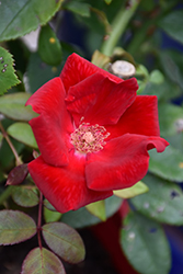 Winner's Circle Rose (Rosa 'Radwin') at English Gardens